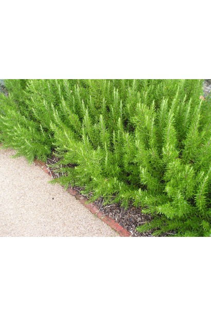 Rosmarinus officinalis Corsican Blue – насичений зелений відтінок